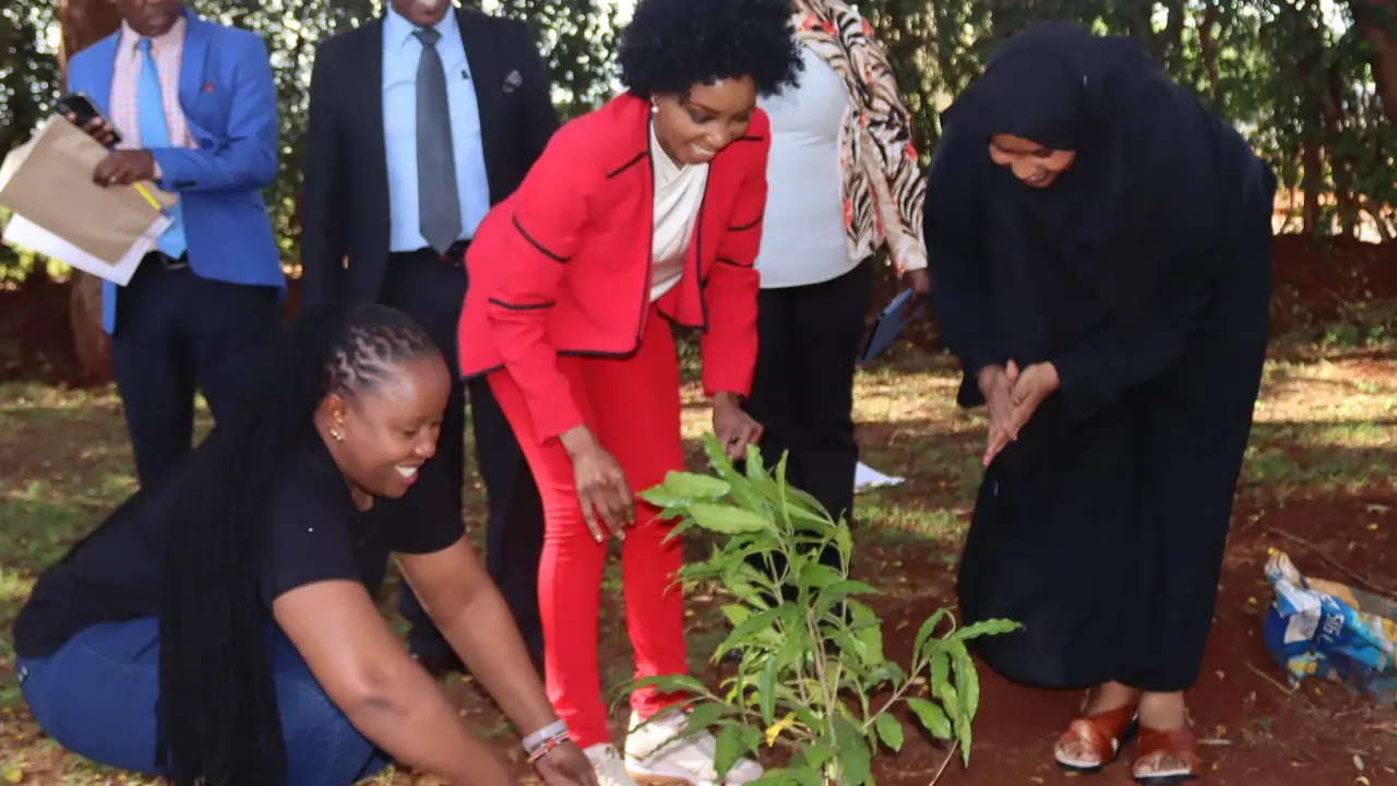 A tree-planting drive